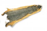 Fox Squirrel skin whole